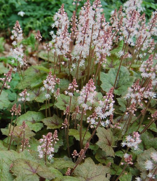 Tiarella wherryi